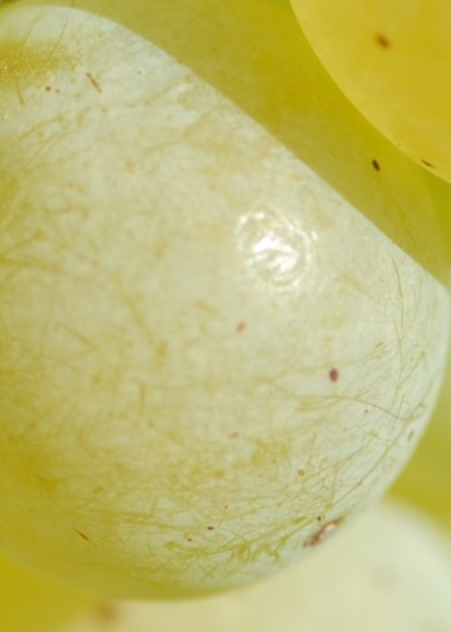 Kerner ANT 0973